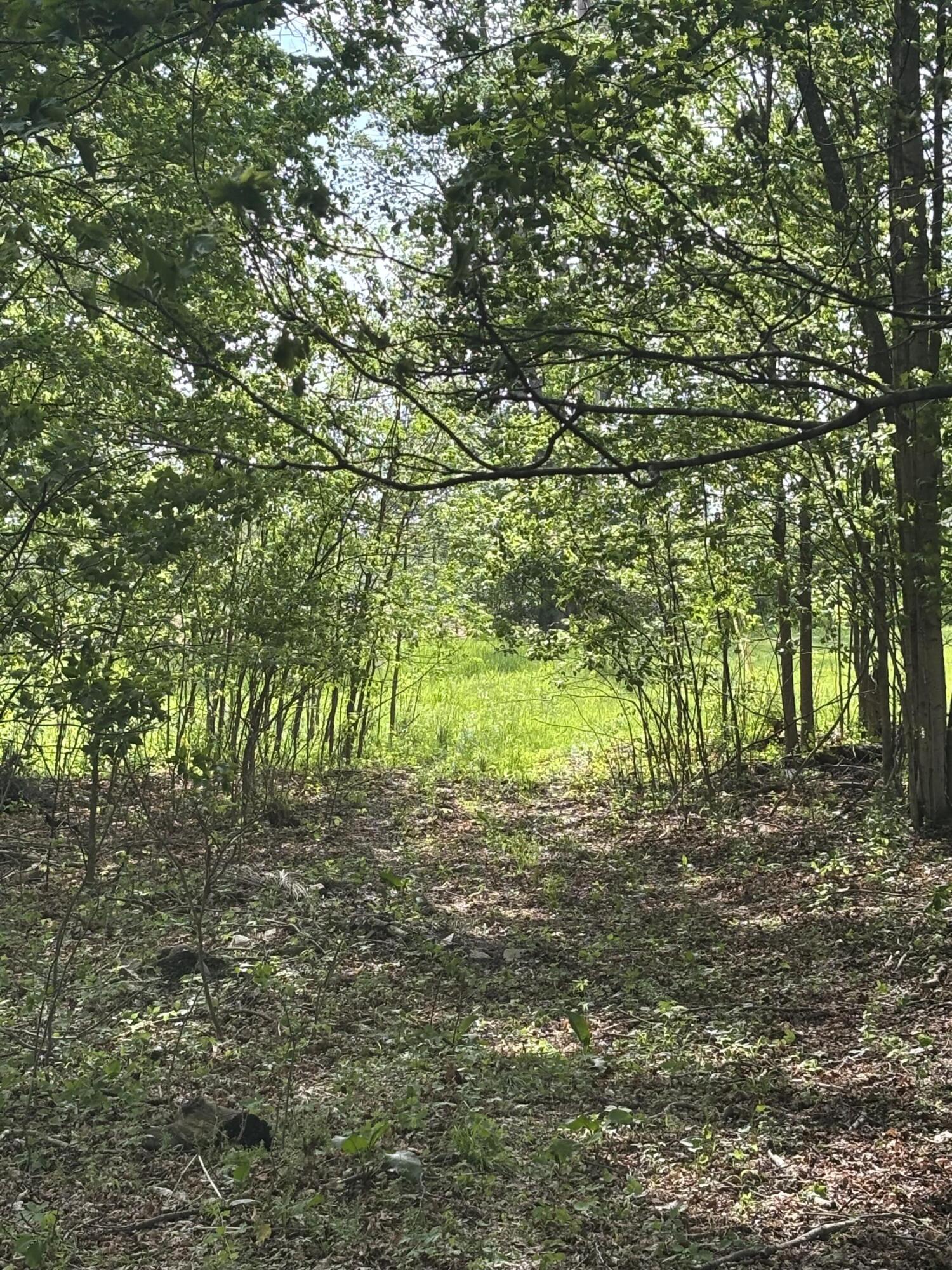 V/l Marshall Road Tekonsha, MI 49092 - Photo 6 of 15 IMG_0586