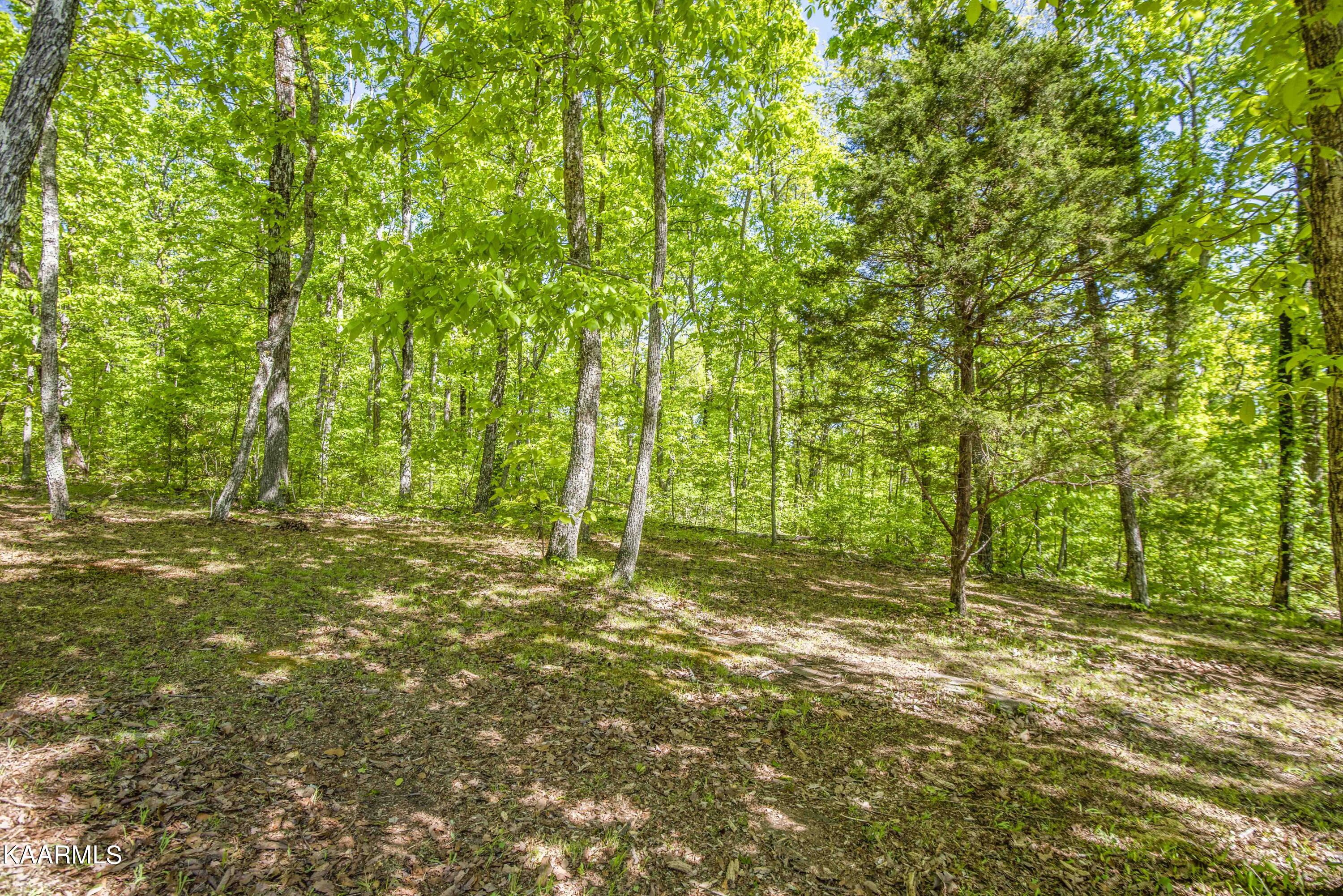 699 Lowes Gap Road Spring City, TN 37381 - Photo 34 of 41 Great for 4 wheeling