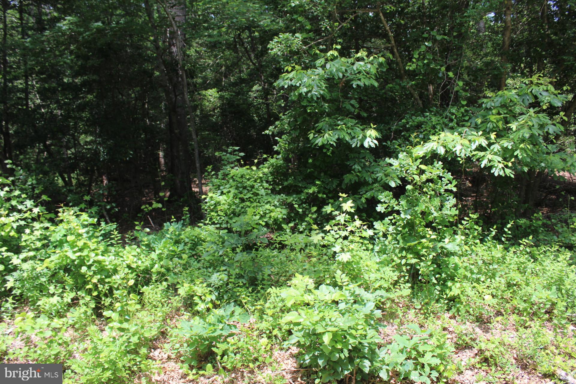 Lot 3 Jackson Road Salisbury, MD 21804 - Photo 10 of 20