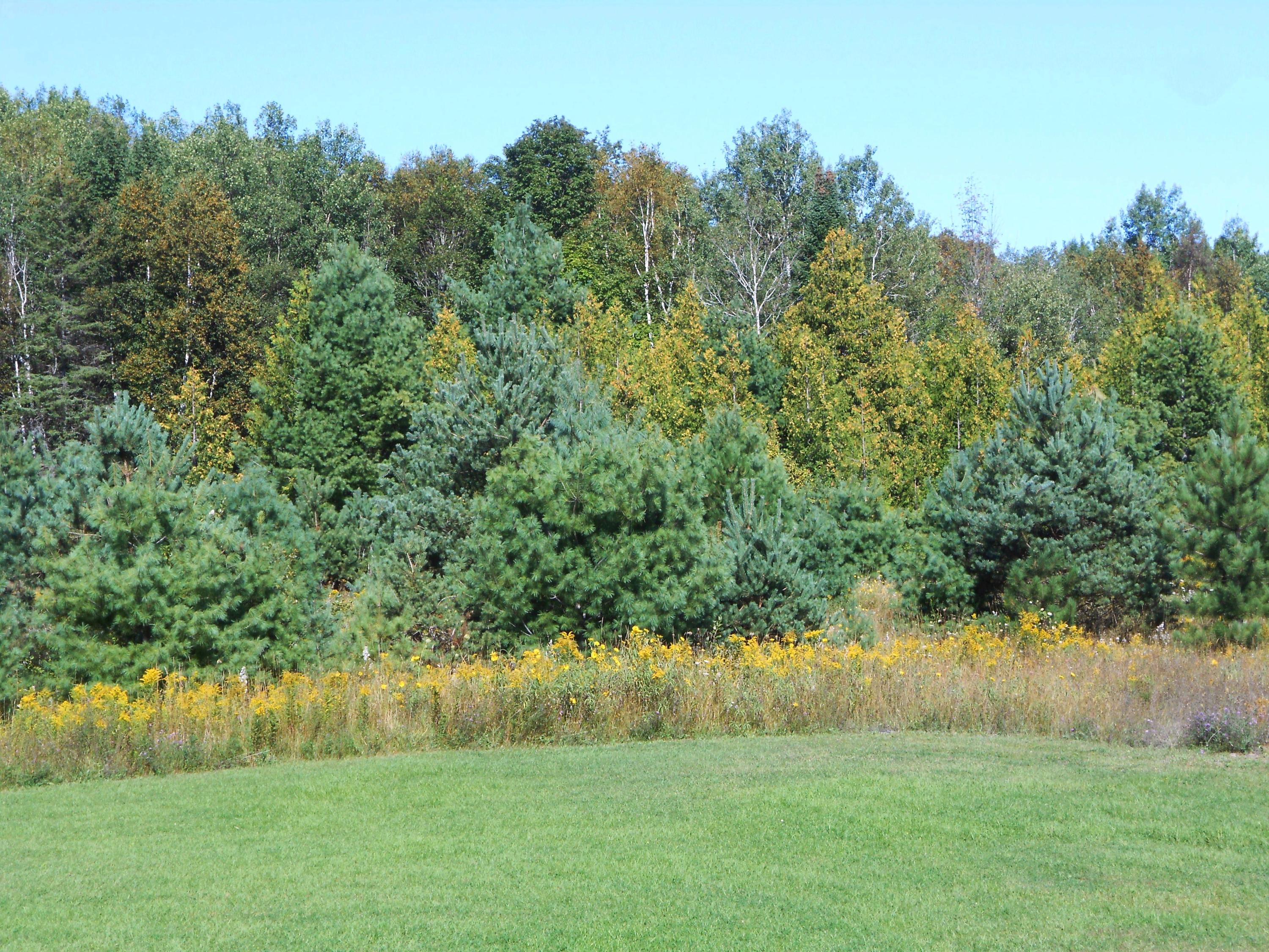 7361 Haken Road Alpena, MI 49707 - Photo 31 of 40 Gallery Image 31