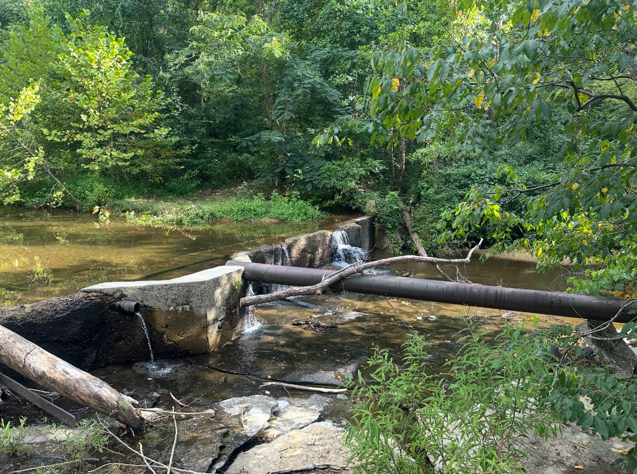 8884 Highway 412 Linden, TN 37096 - Photo 11 of 45 a view of a swimming pool with lawn chairs potted plants and large tree