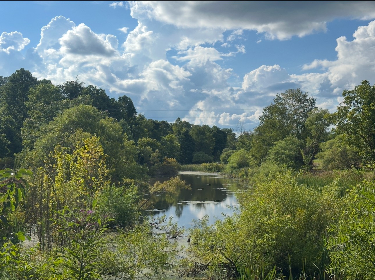 8884 Highway 412 Linden, TN 37096 - Photo 19 of 45 a view of a lake in middle of forest