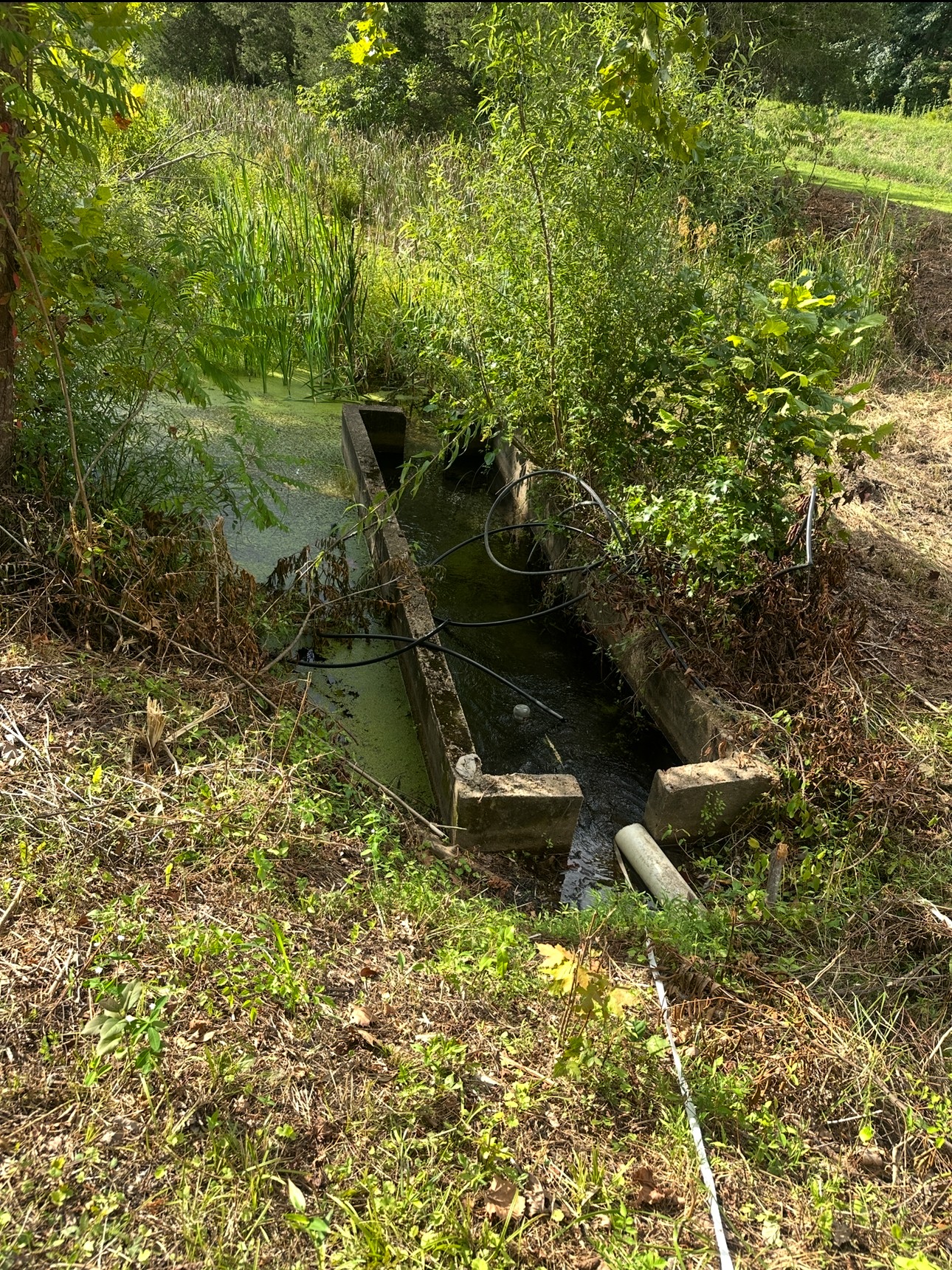 8884 Highway 412 Linden, TN 37096 - Photo 10 of 45 a backyard of a house with lots of green space
