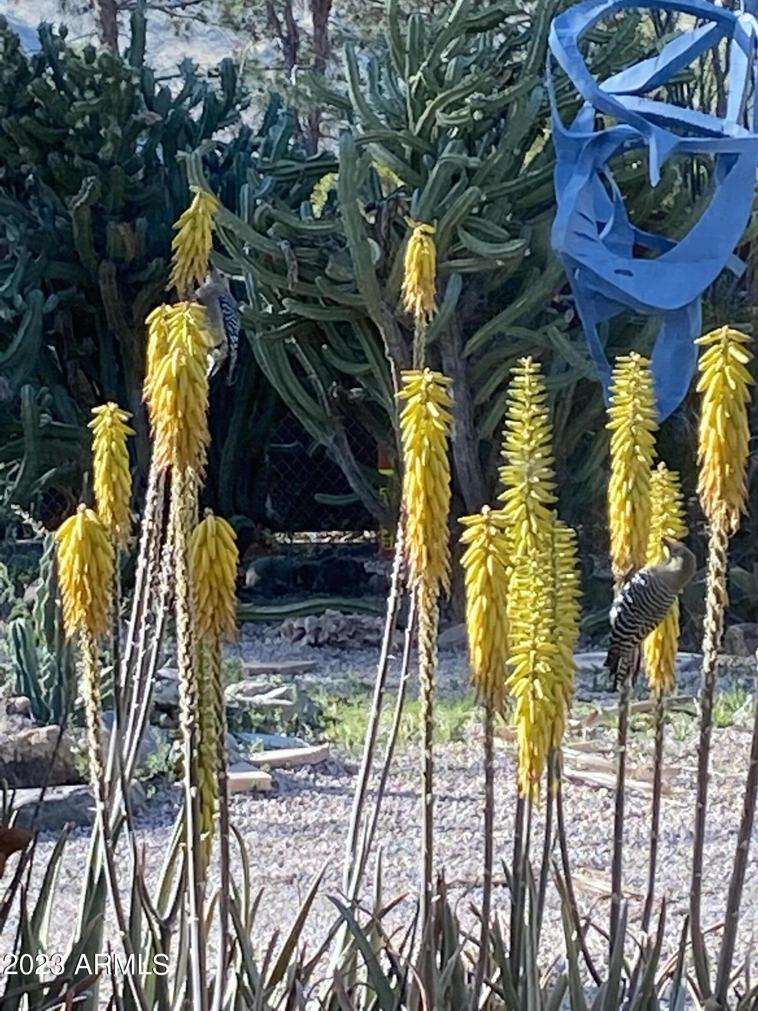 3350 East Vineyard Road Phoenix, AZ 85042 - Photo 54 of 91 Cacti in bloom 5