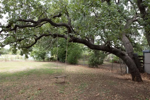 a view of a tree in the middle of a yard