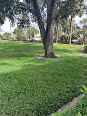 a view of a trees in a yard