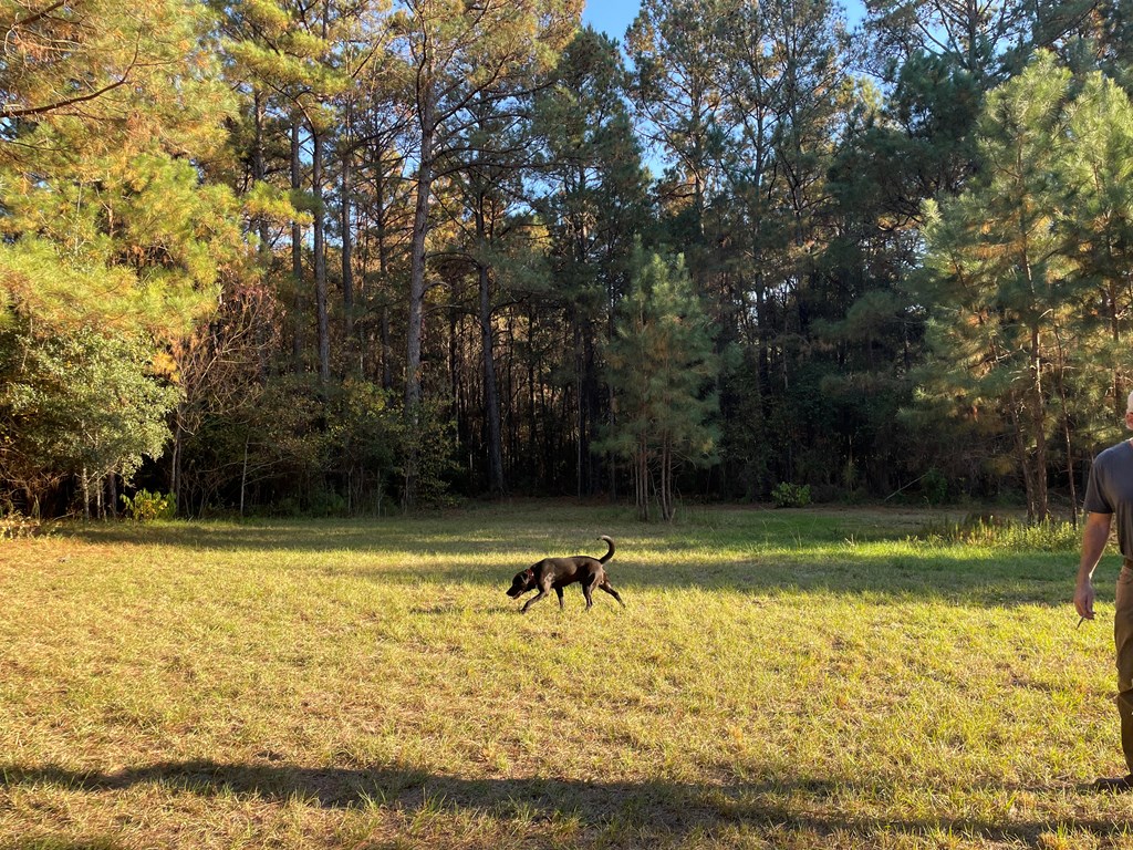0 Bill Yance Road Webb, AL 36376 - Photo 11 of 15