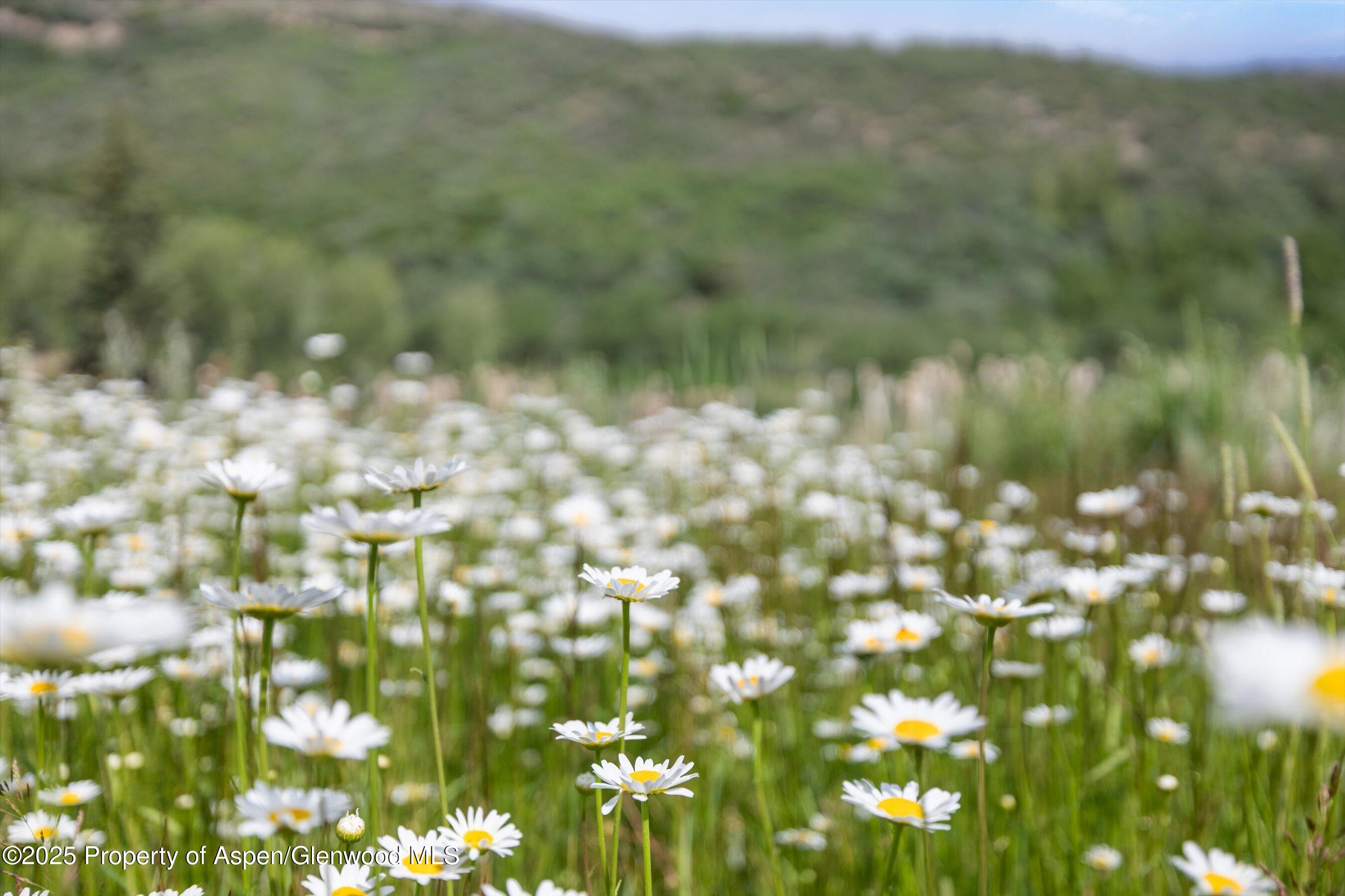 6458 Snowmass Creek Road Snowmass, CO 81654 - Photo 107 of 114 68-6458SmassCrRd25071768