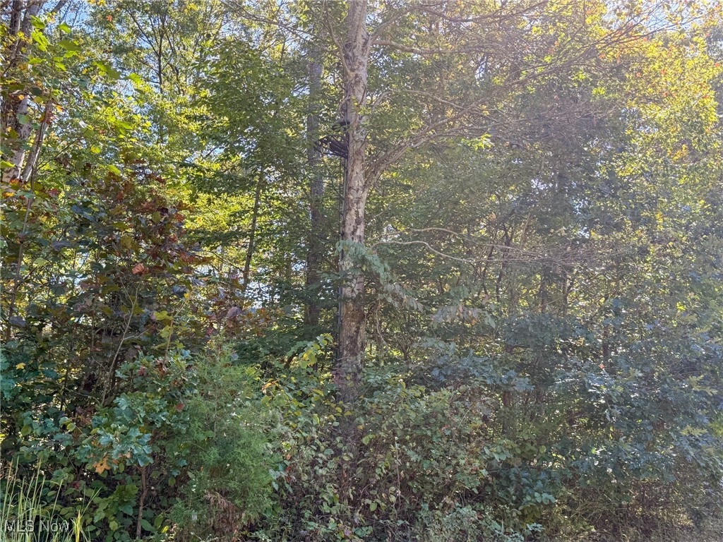 Layman Road Vincent, OH 45784 - Photo 10 of 35 View of tree filled area