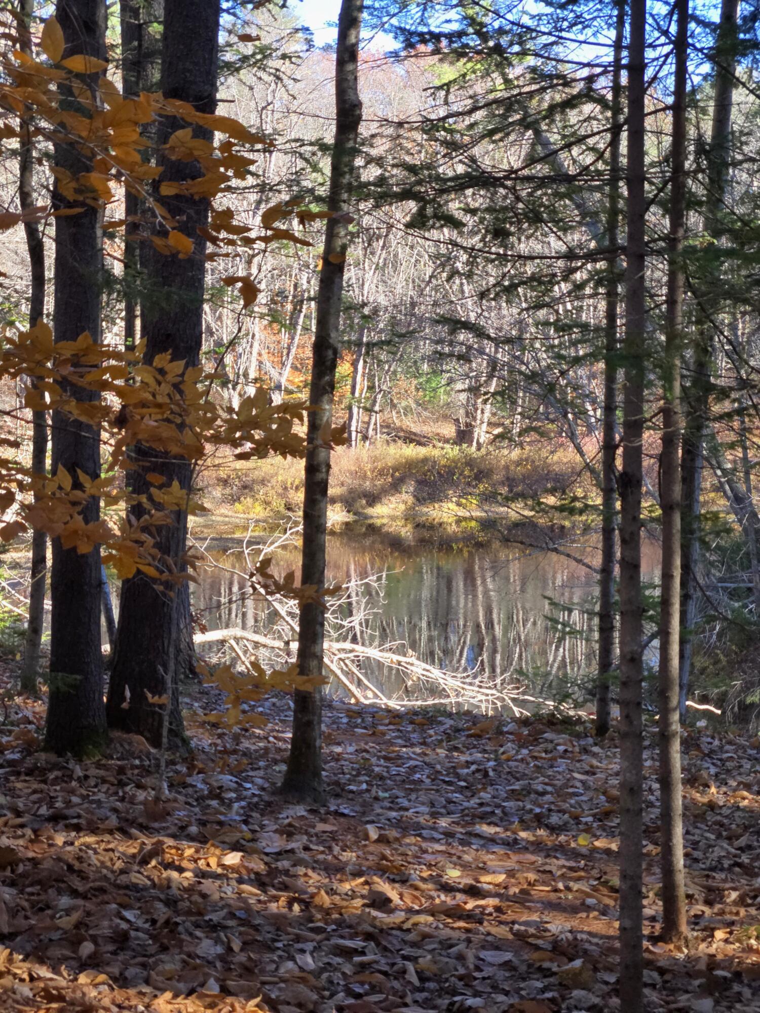 31 Sand Road Naples, ME 04055 - Photo 5 of 9 Trail Down