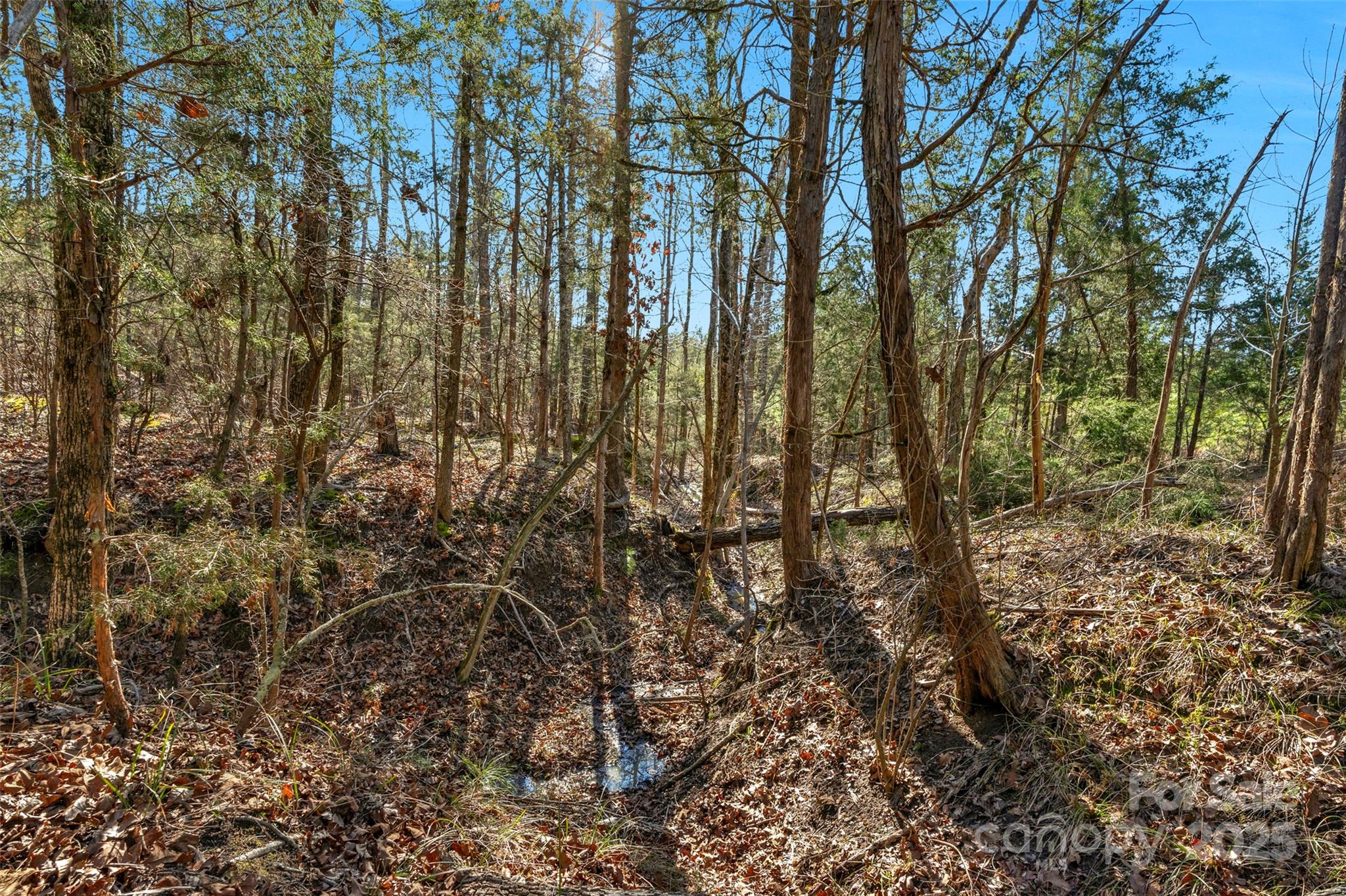 0 West End Road Chester, SC 29706 - Photo 15 of 38 a view of a yard with a tree