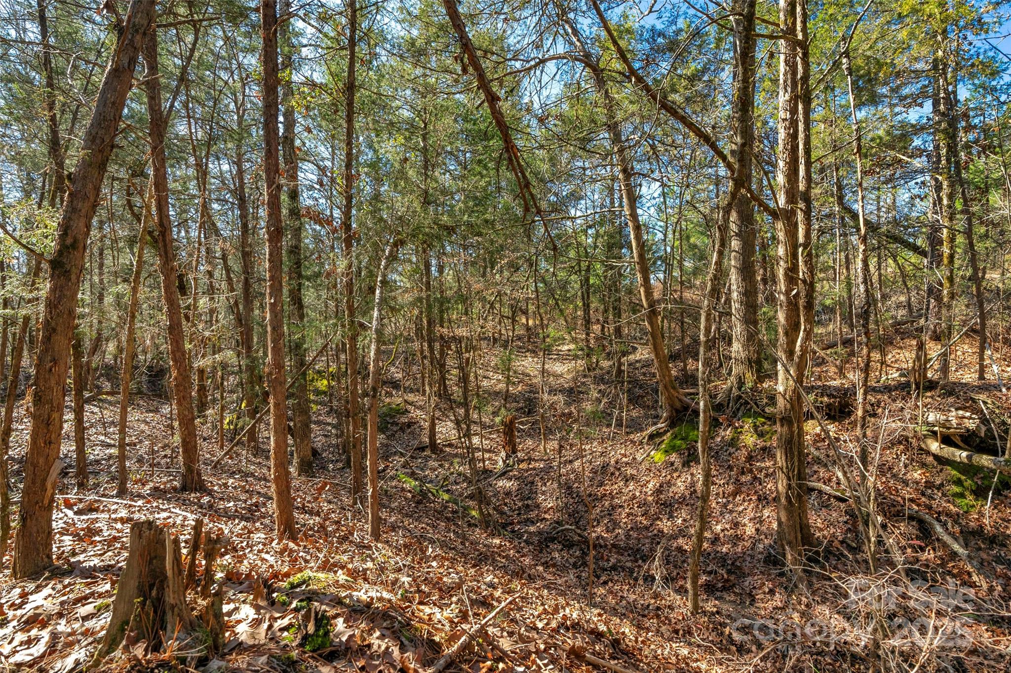 0 West End Road Chester, SC 29706 - Photo 16 of 38 a view of forest