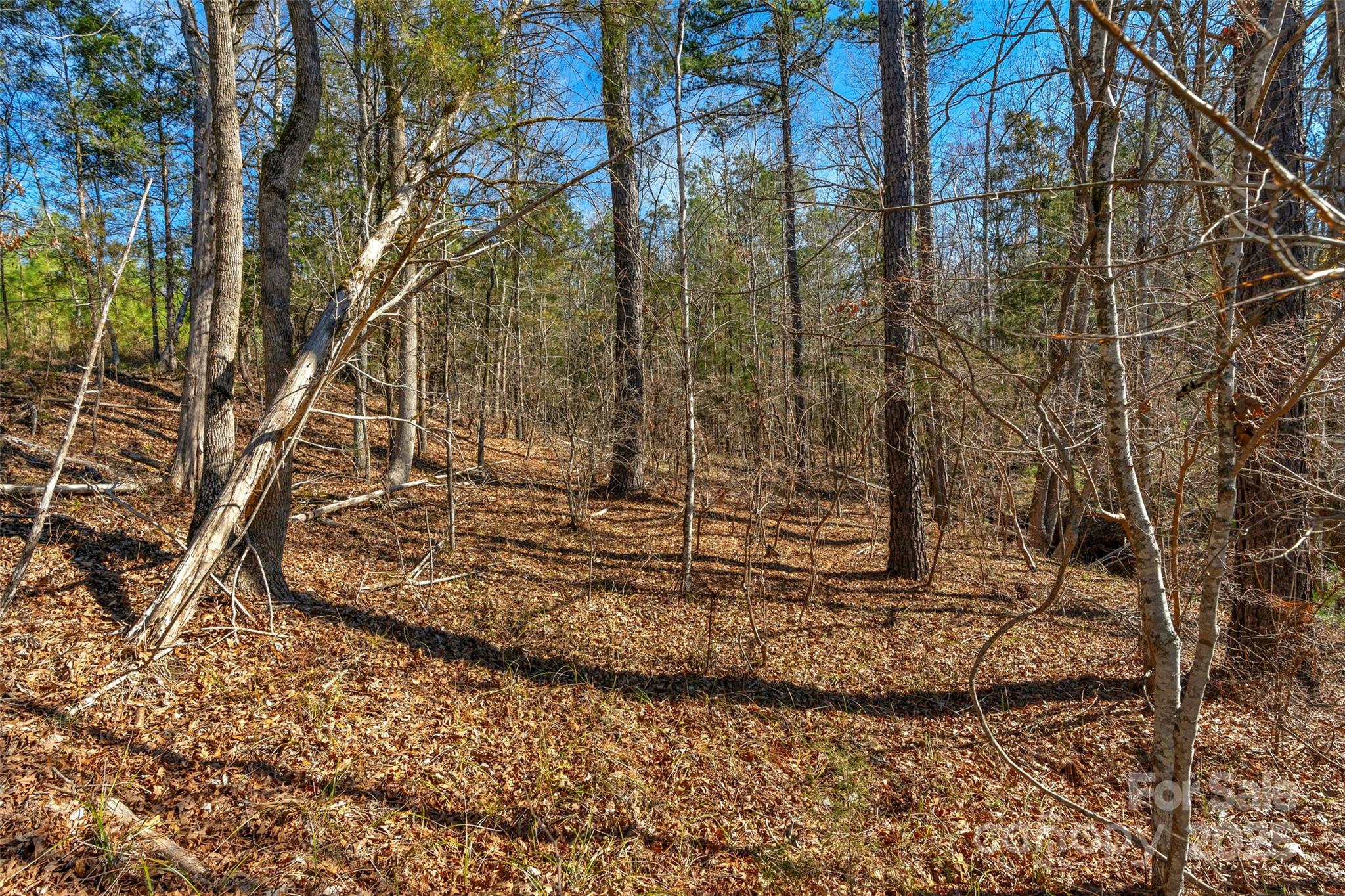 0 West End Road Chester, SC 29706 - Photo 18 of 38 a view of a yard with trees