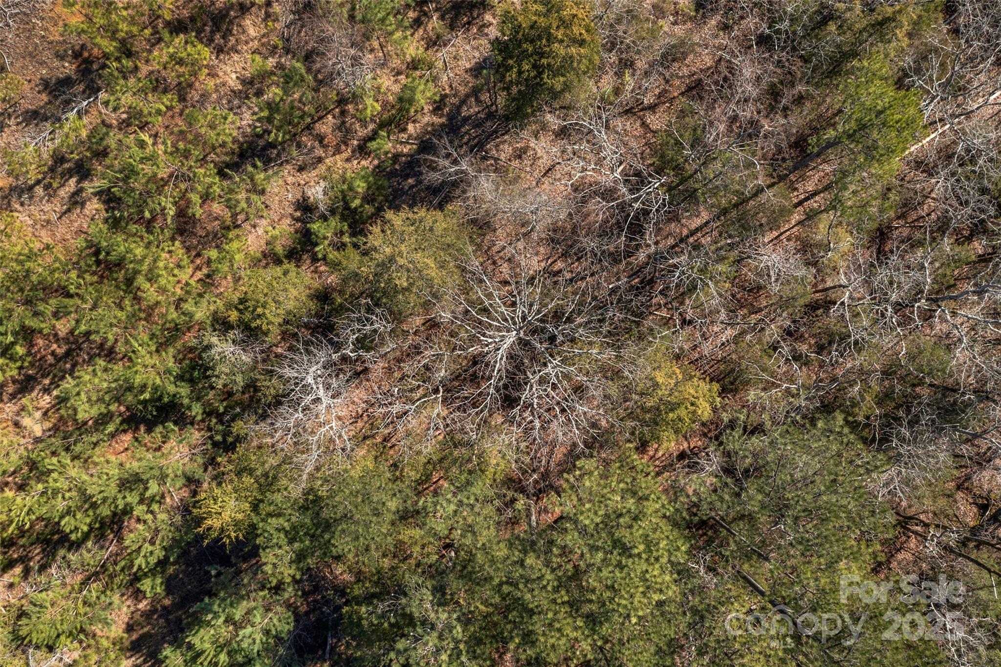 0 West End Road Chester, SC 29706 - Photo 28 of 38 a view of a tree