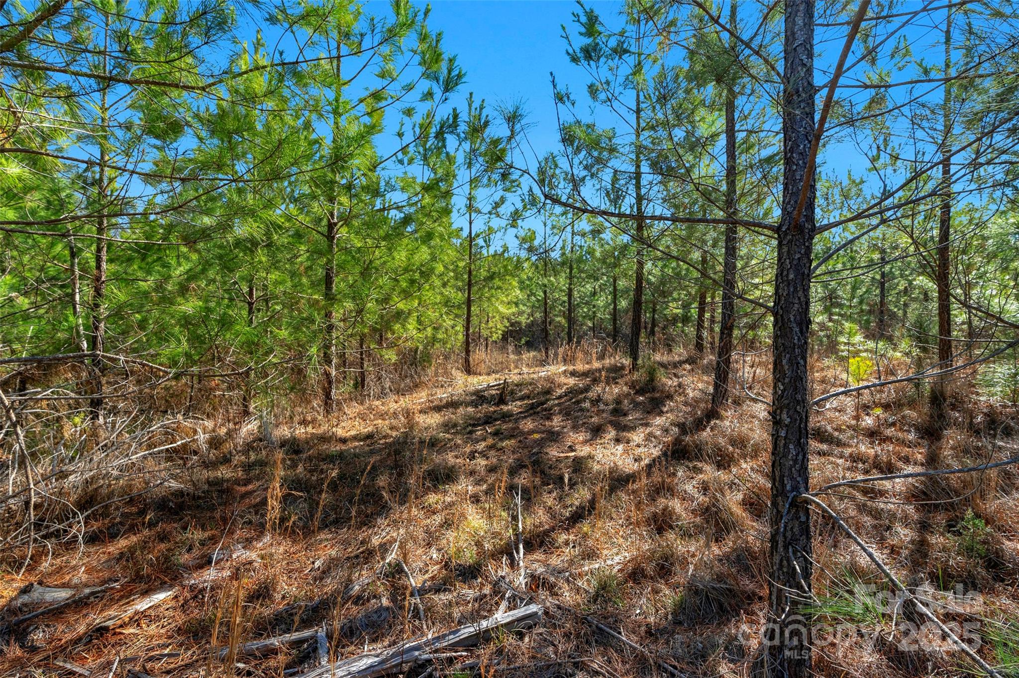 0 West End Road Chester, SC 29706 - Photo 31 of 38 a view of forest