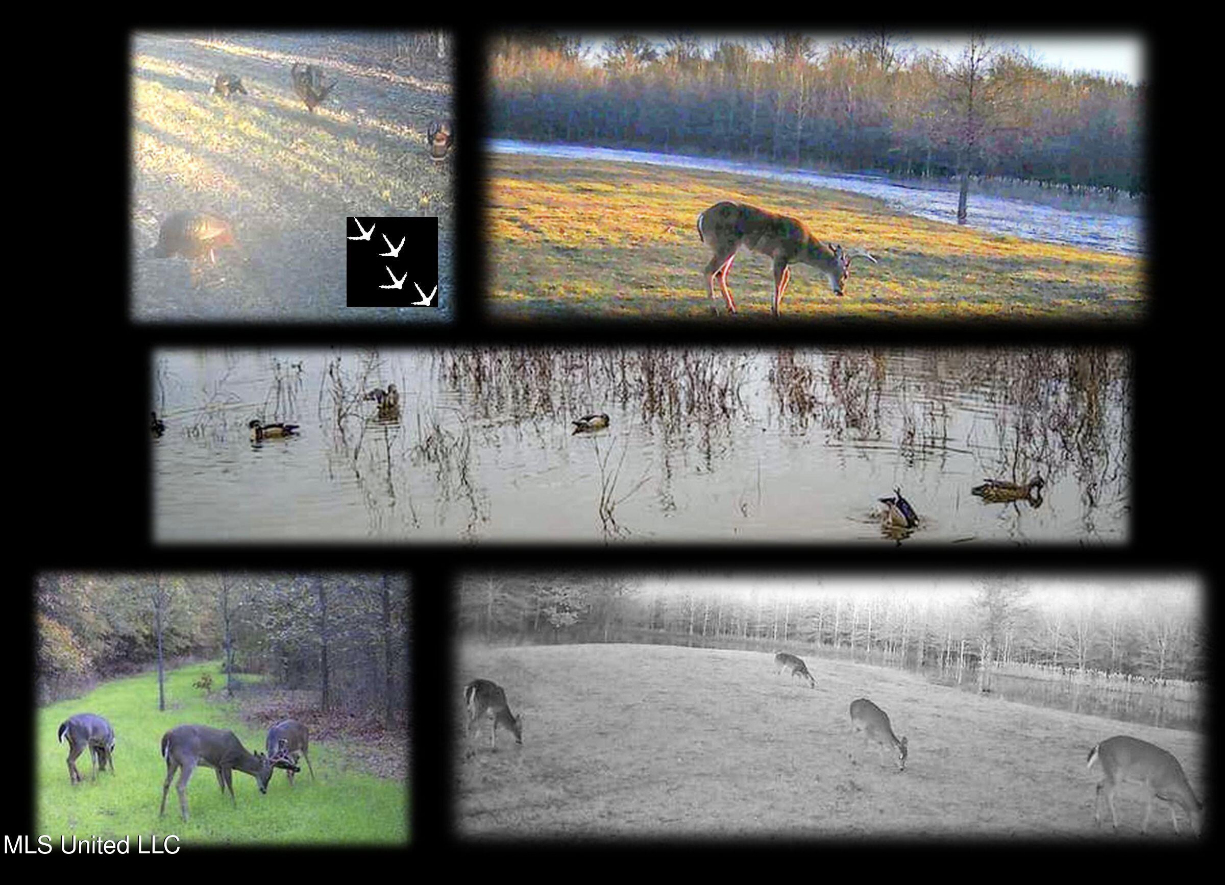 o'keefe forty game camera