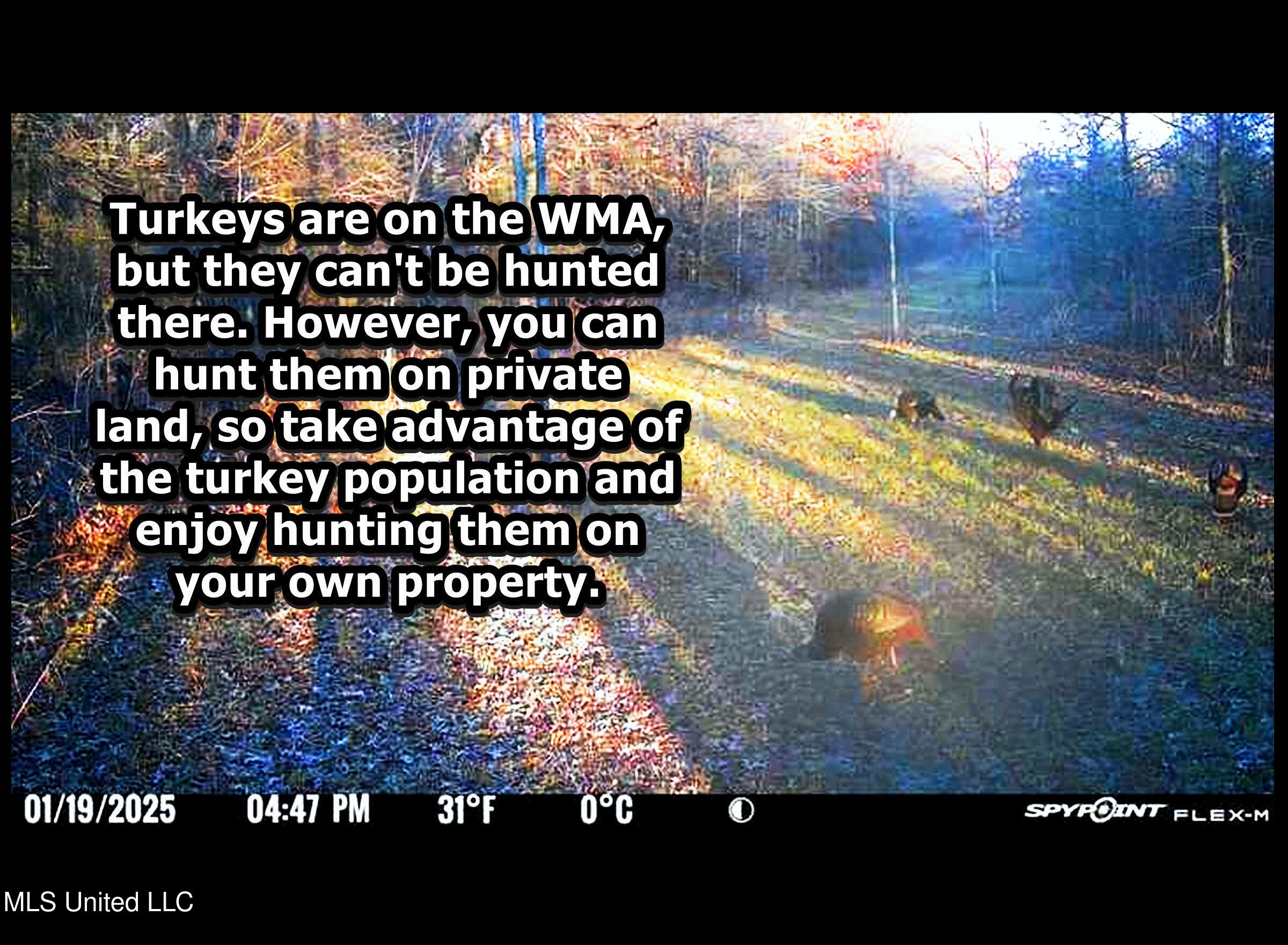 o'keefe turkeys