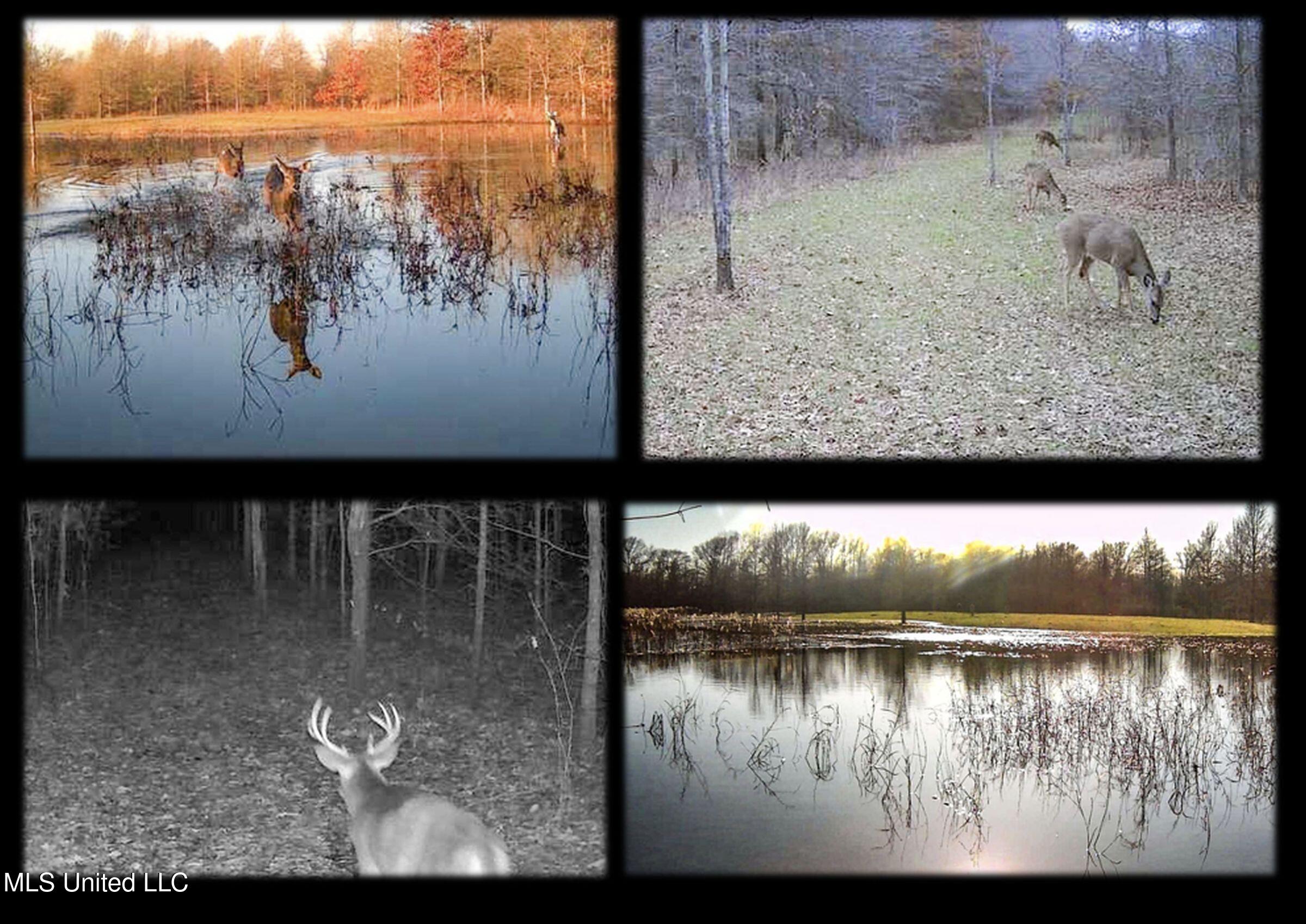 o'keefe forty game camera 2