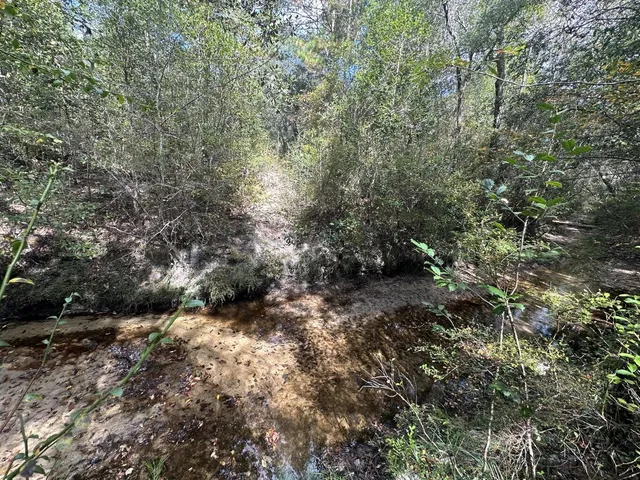 a view of a forest with lots of trees