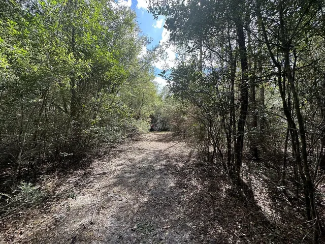 a view of a forest with trees in front of it
