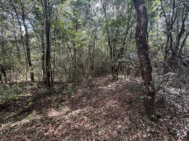 a view of a forest with trees in the background