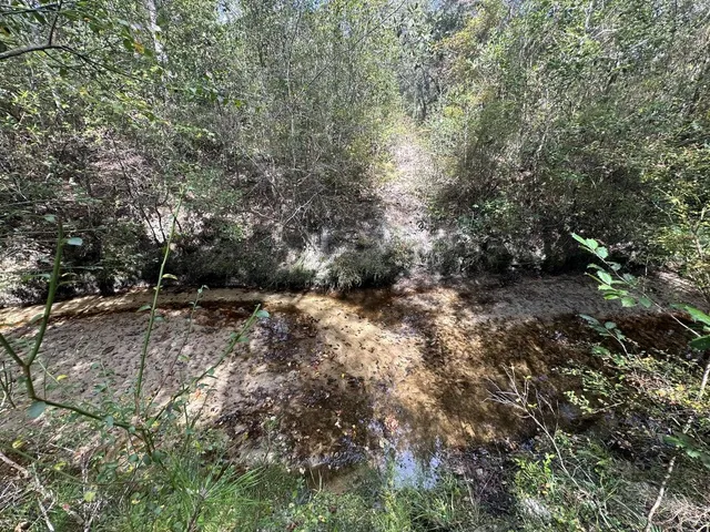 a view of a forest with trees