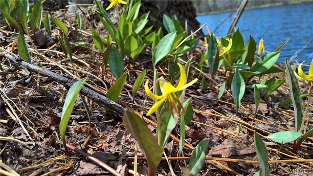 $22,000 | -vl Blooming Hill Drive, Freedom, NY 14065