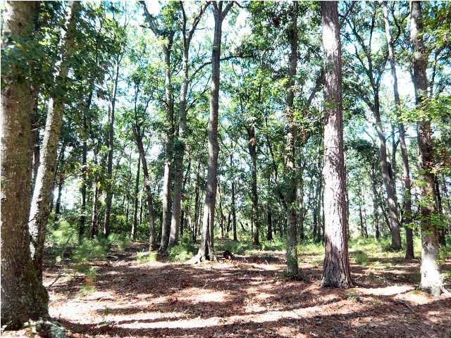 0 Cotton Bay Road, Unit 1CB Edisto Island, SC 29438 - Photo 1 of 18 Primary Photo