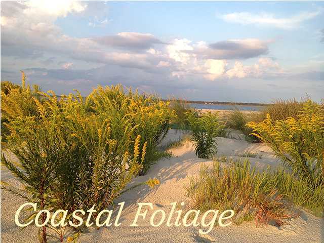 0 Cotton Bay Road, Unit 1CB Edisto Island, SC 29438 - Photo 11 of 18 Additional Photo