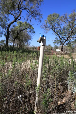 a view of a garden with a tree