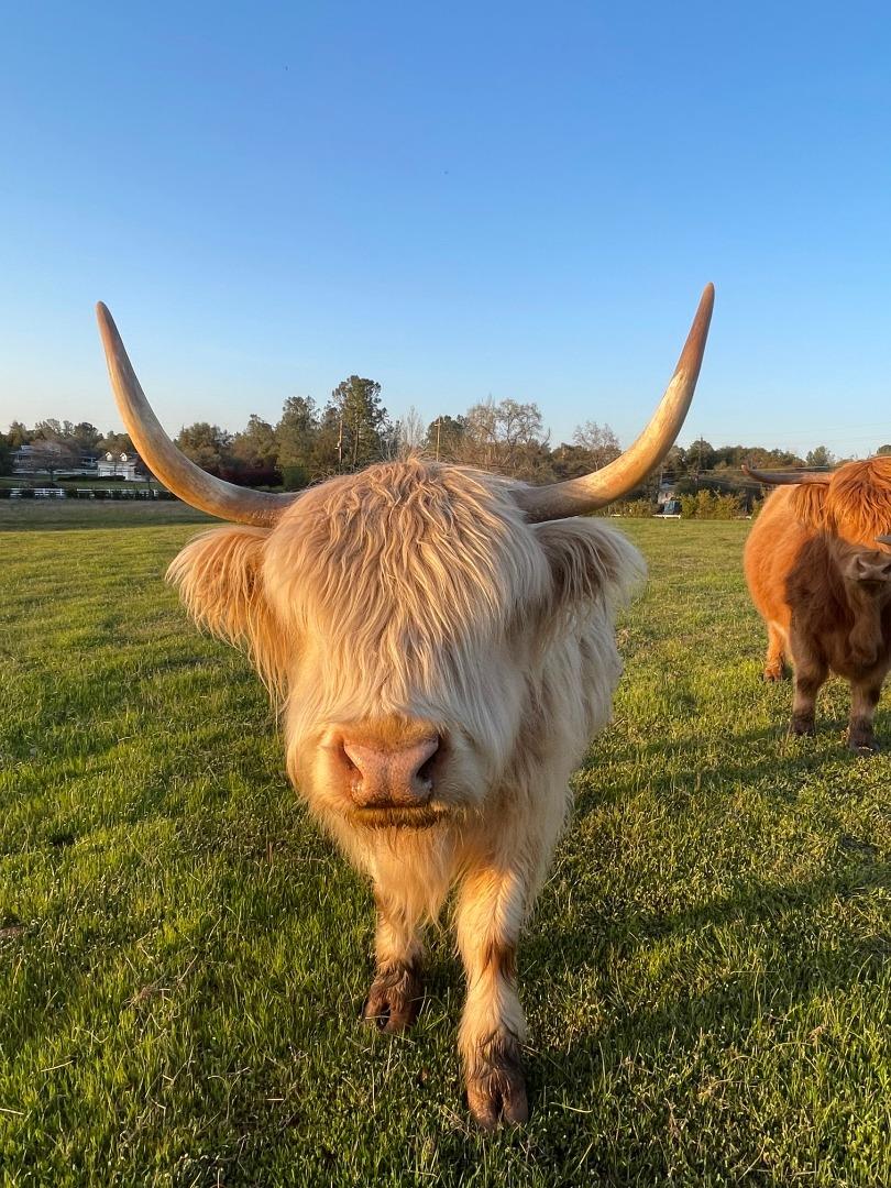 5800 Milton Ranch Road Shingle Springs, CA 95682 - Photo 14 of 21 a backyard of a house with lots of green space