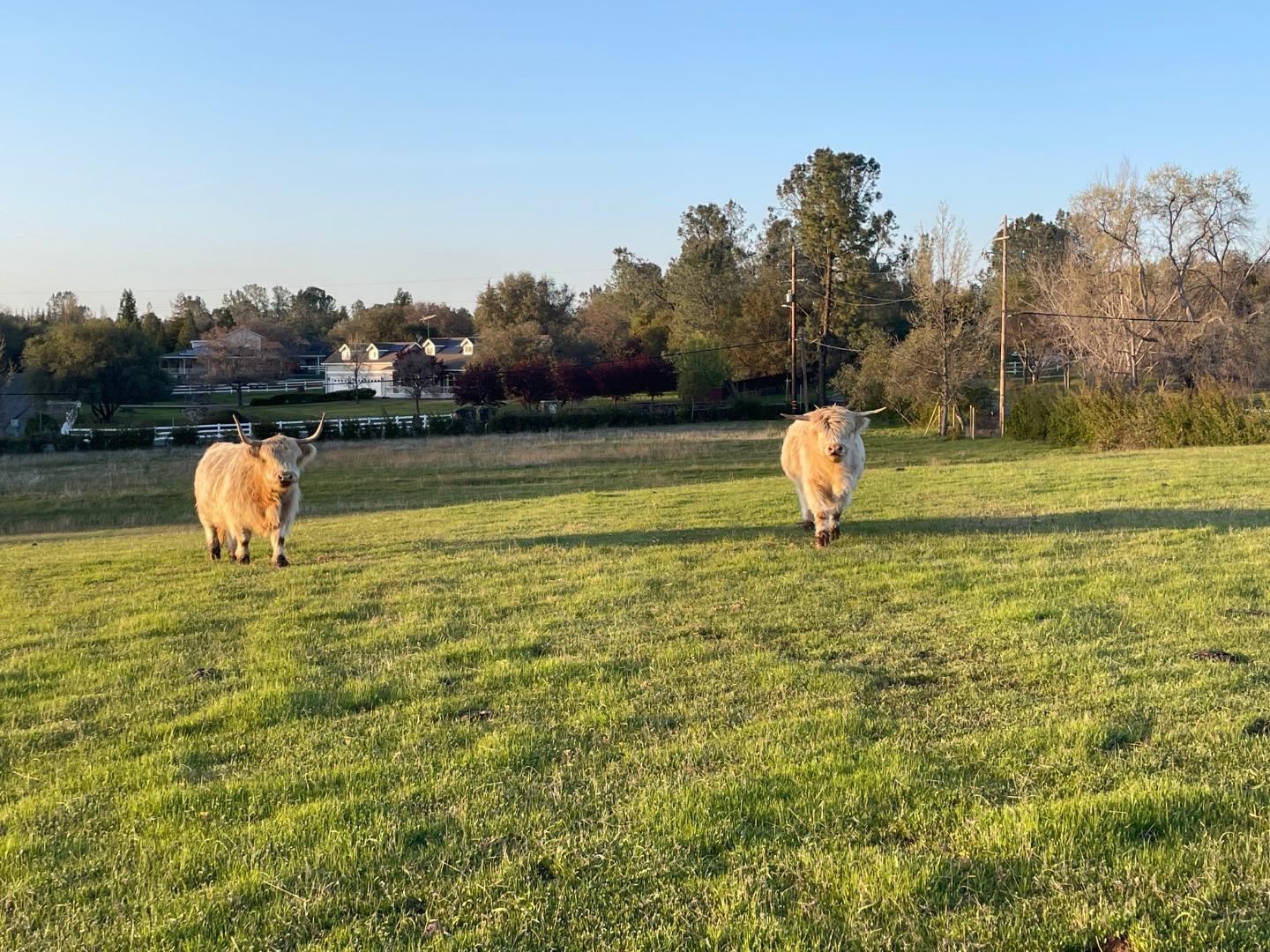 5800 Milton Ranch Road Shingle Springs, CA 95682 - Photo 15 of 21 a view of a lake view