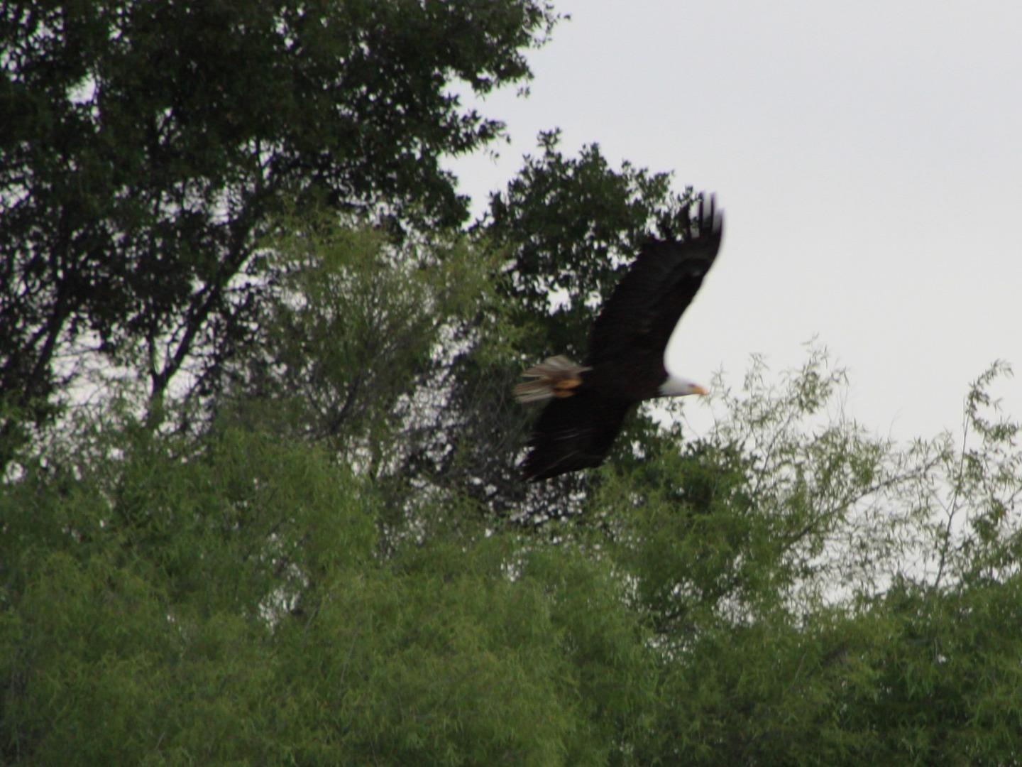 5800 Milton Ranch Road Shingle Springs, CA 95682 - Photo 16 of 21 a plant that is in a garden