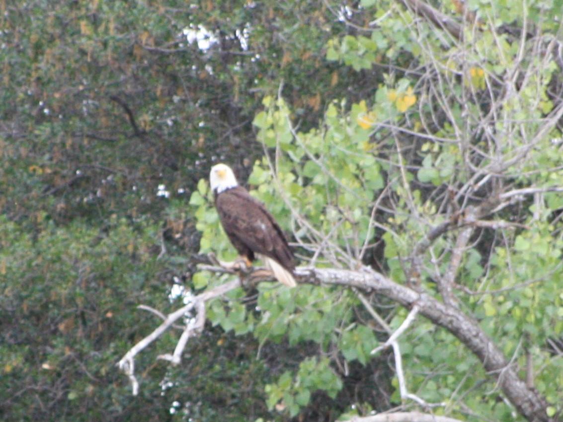 5800 Milton Ranch Road Shingle Springs, CA 95682 - Photo 17 of 21 a backyard of a house with a yard and outdoor seating