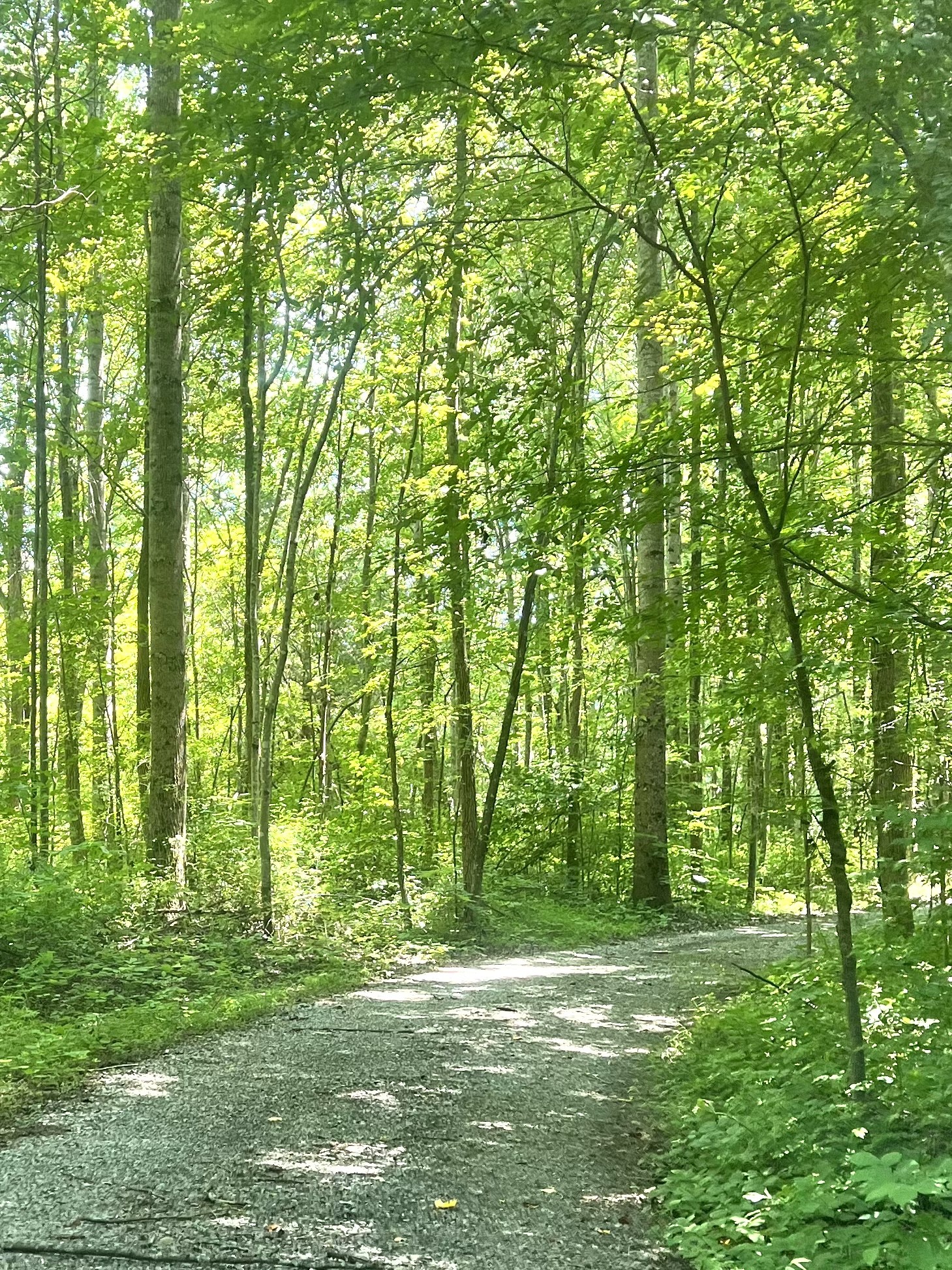 219 Freeland Road Portland, TN 37148 - Photo 2 of 53 a big yard with lots of trees