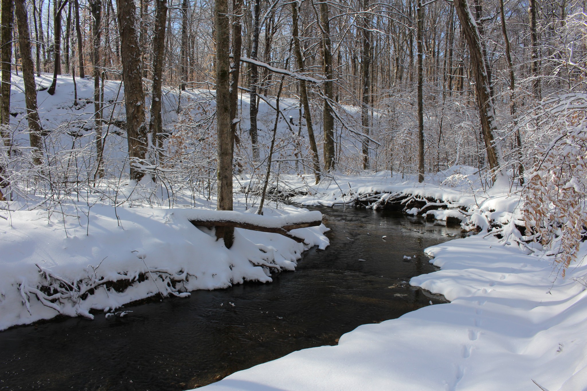219 Freeland Road Portland, TN 37148 - Photo 44 of 53 A picture of the creek in winter. Spring-fed and it doesn't freeze