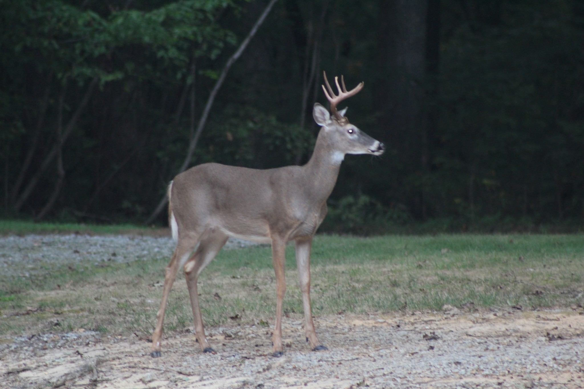219 Freeland Road Portland, TN 37148 - Photo 47 of 53