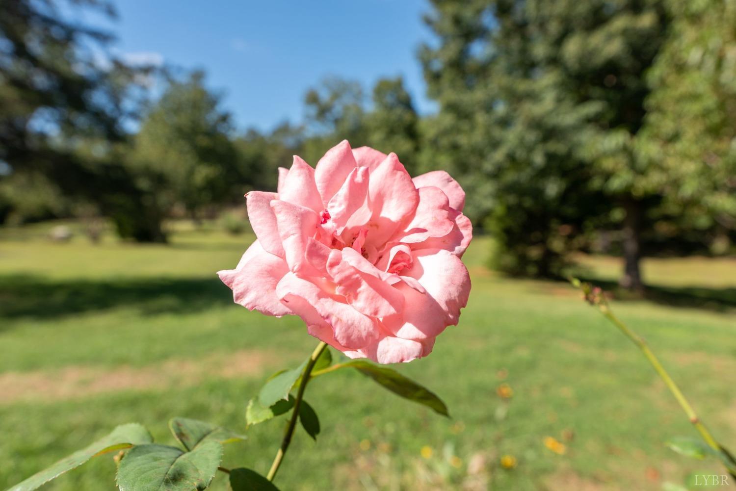 349 Theta Mill Road Gladys, VA 24554 - Photo 46 of 48 a view of a flower