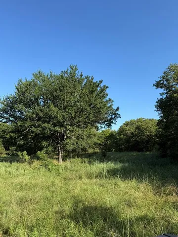 a view of a lush green forest with large trees