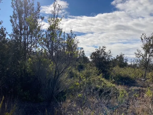 a view of a building in a forest