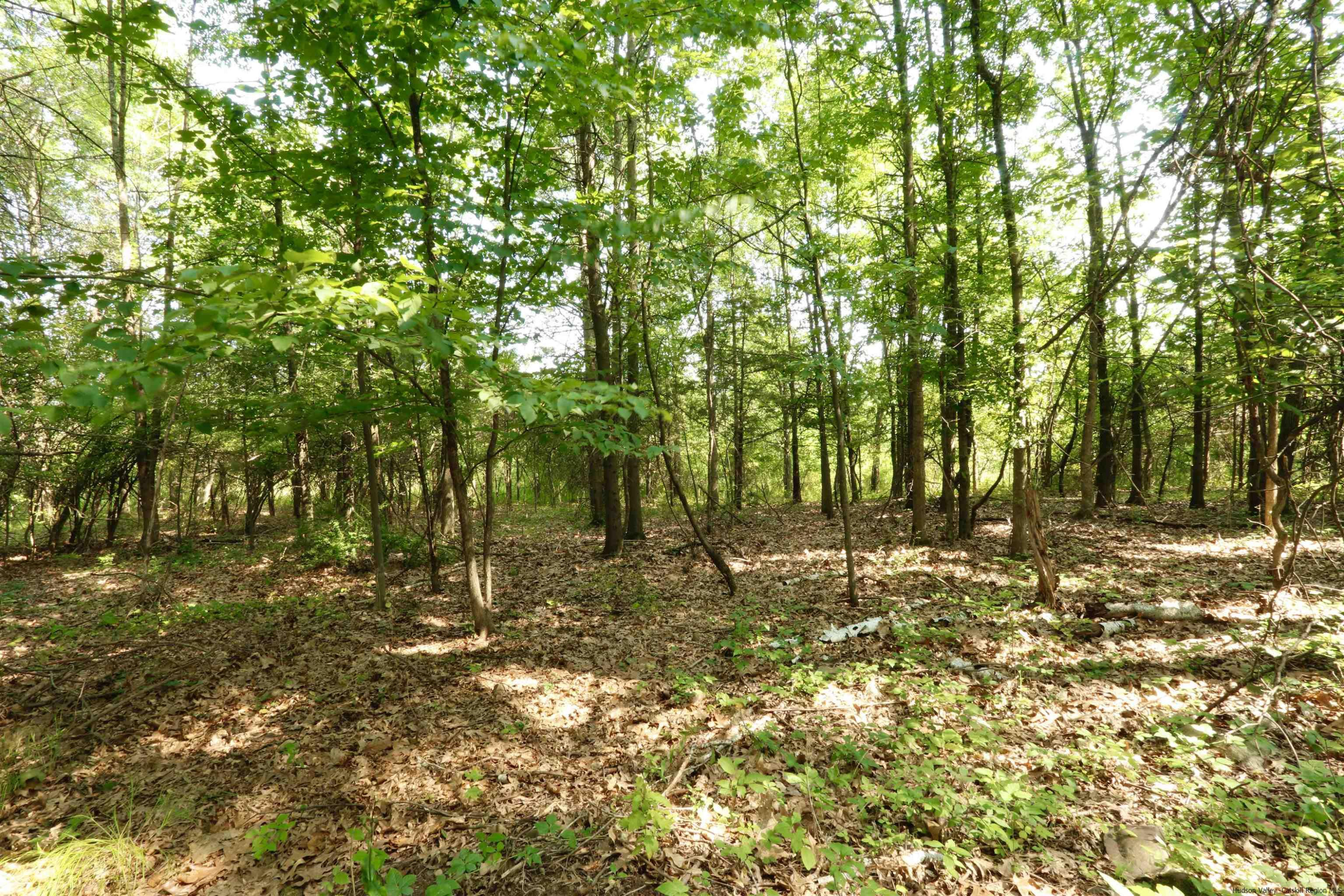 6 Misty Ridge Road Gardiner, NY 12525 - Photo 8 of 11 a view of a yard with plants and trees