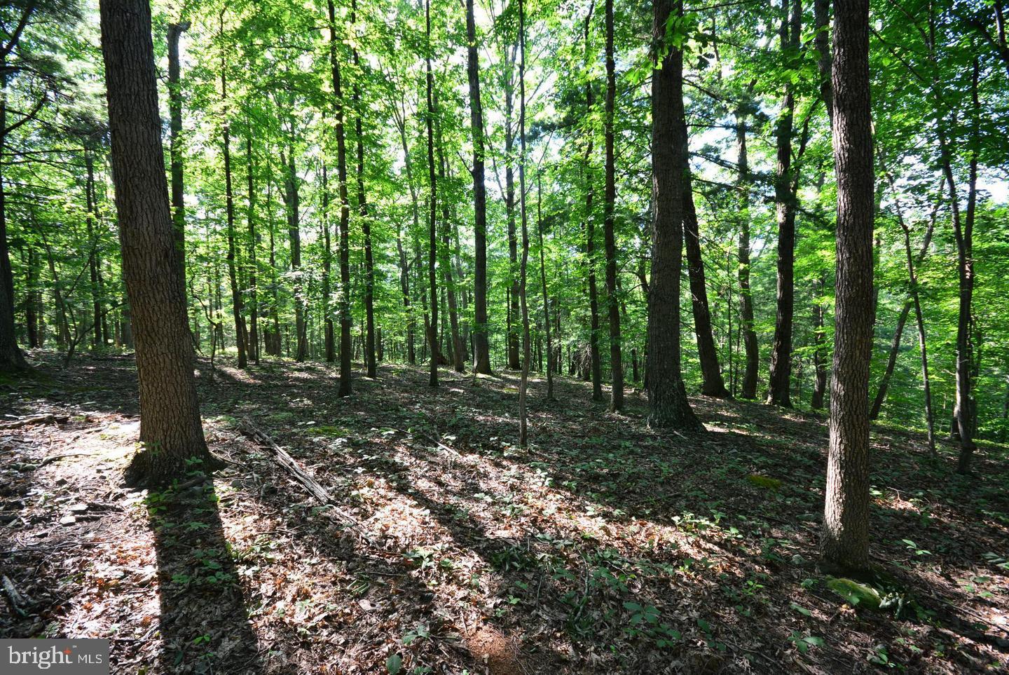 Not On File Cross Junction Cross Junction, VA 22625 - Photo 1 of 25 GREAT PRICE FOR 30+ ACRES. MUST SEE TO APPRECIATE