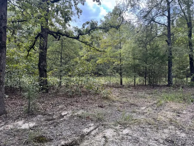 a view of a forest with trees in the background