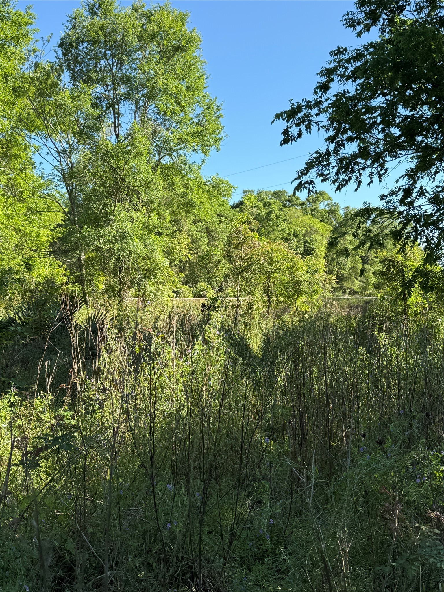 281 Rd Sargent Tx 77414 Road Sargent, TX 77414 - Photo 20 of 23 a view of a bunch of trees