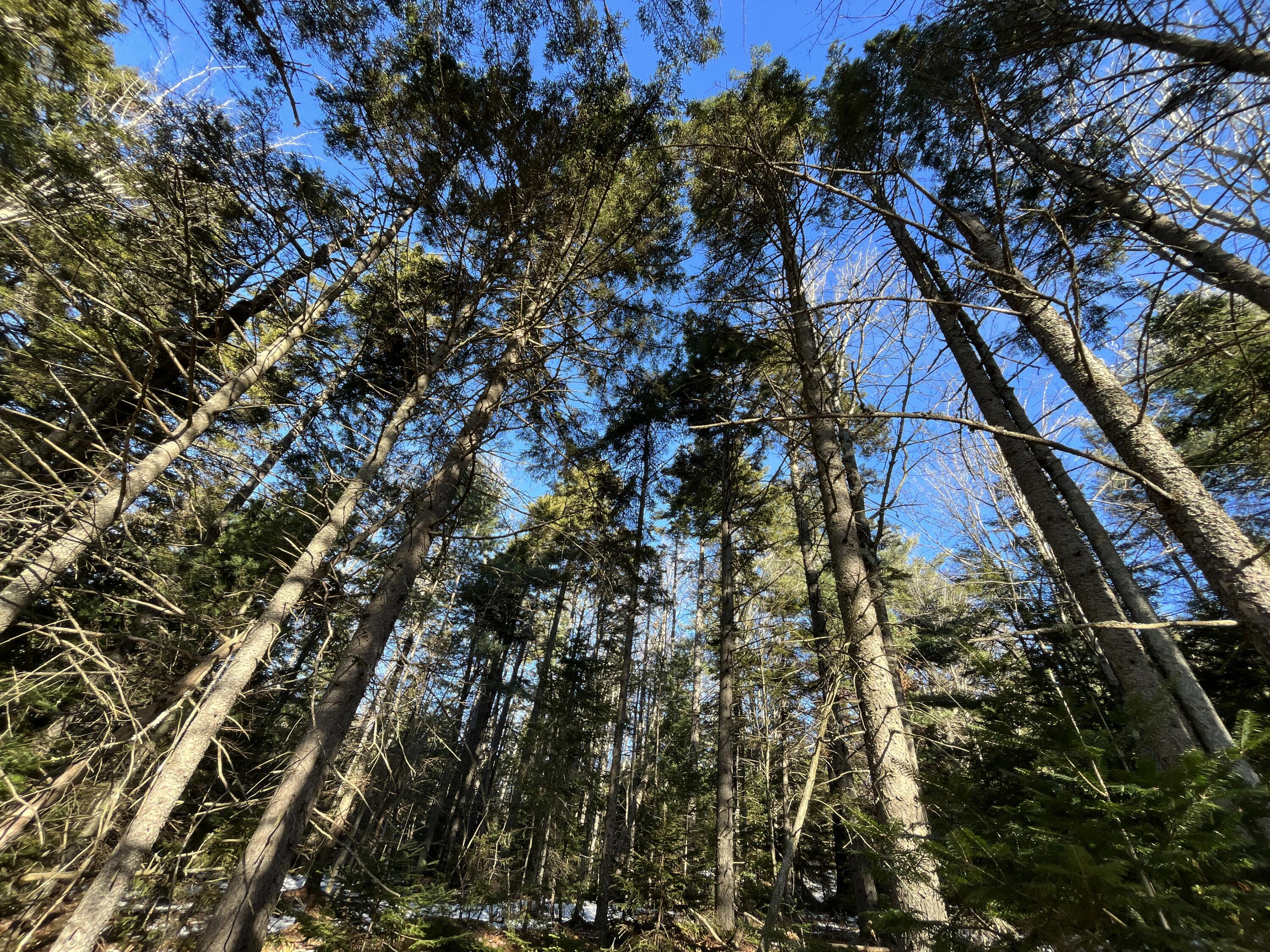 0 High Street Peru, ME 04290 - Photo 33 of 67 mature trees