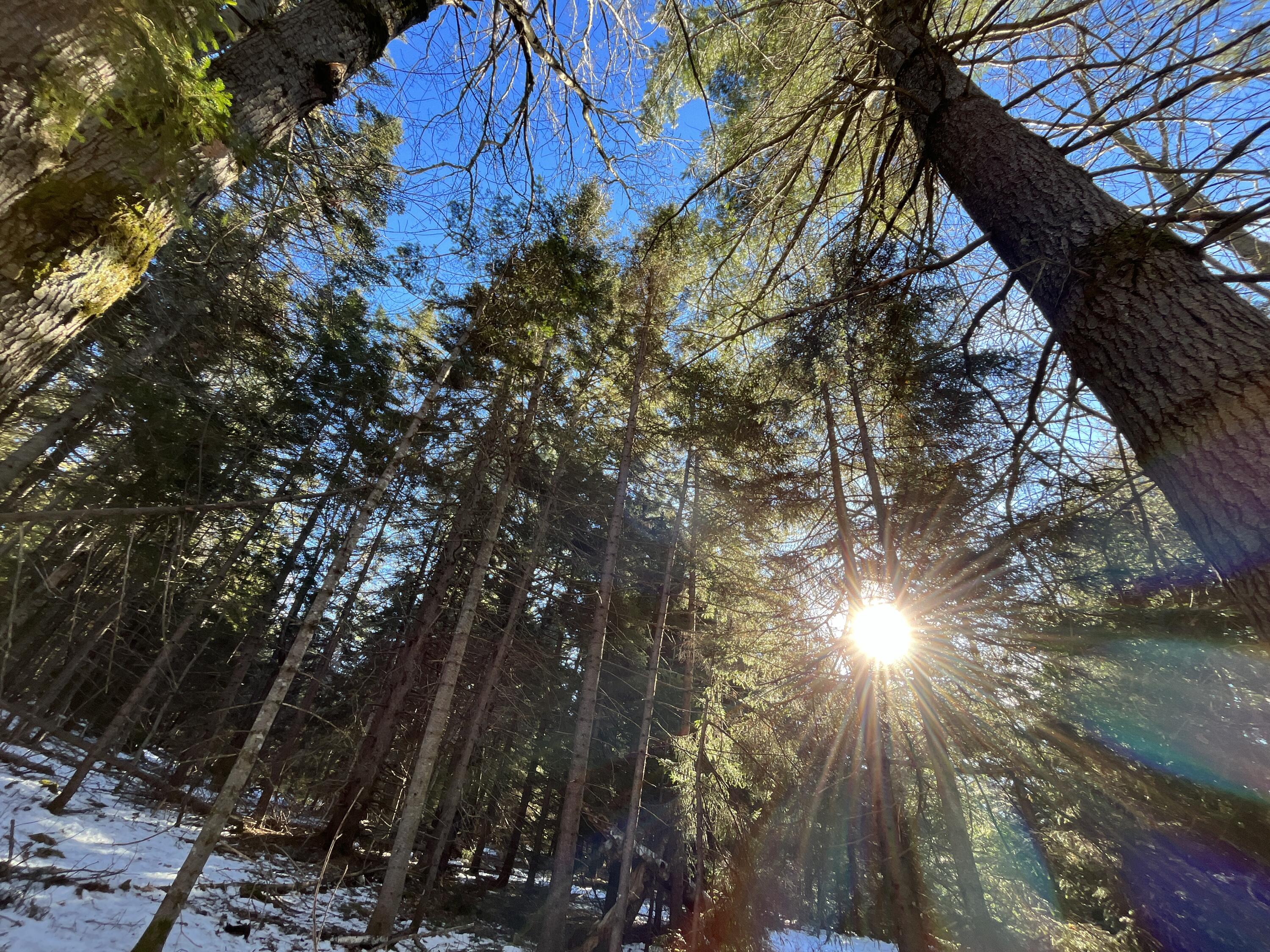 0 High Street Peru, ME 04290 - Photo 35 of 67 mature forest 2