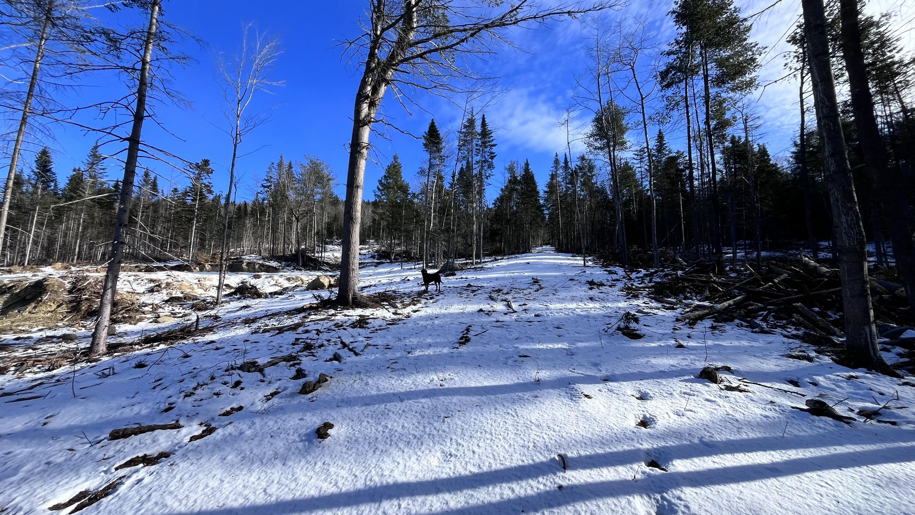 0 High Street Peru, ME 04290 - Photo 39 of 67 skidder trail access to the back of the