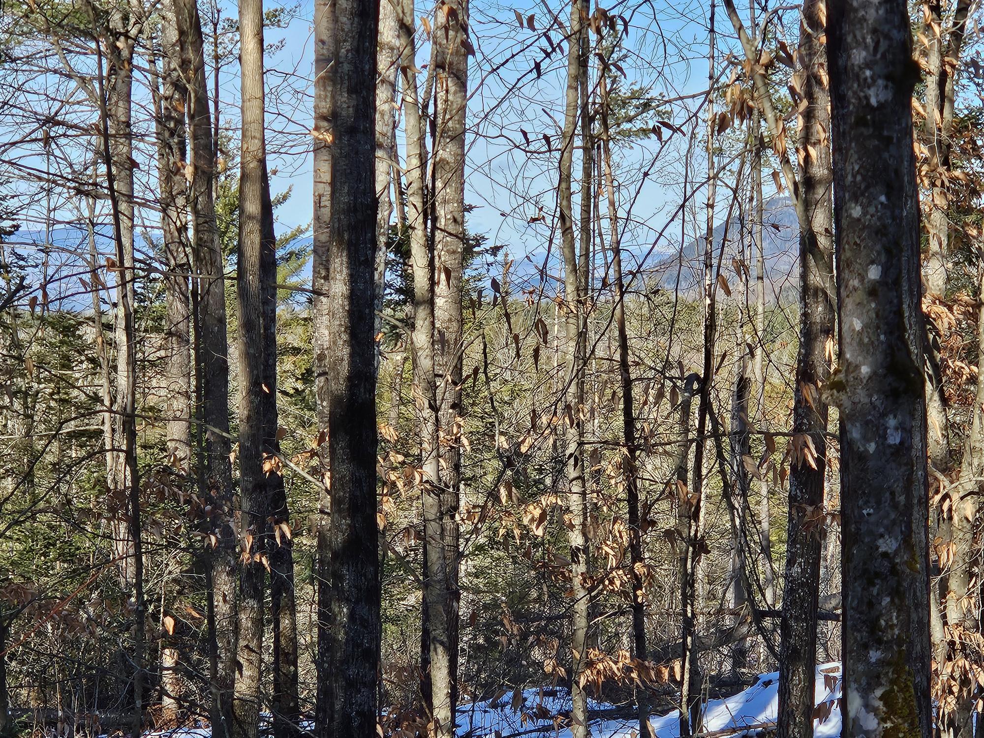 0 High Street Peru, ME 04290 - Photo 50 of 67 Lot view