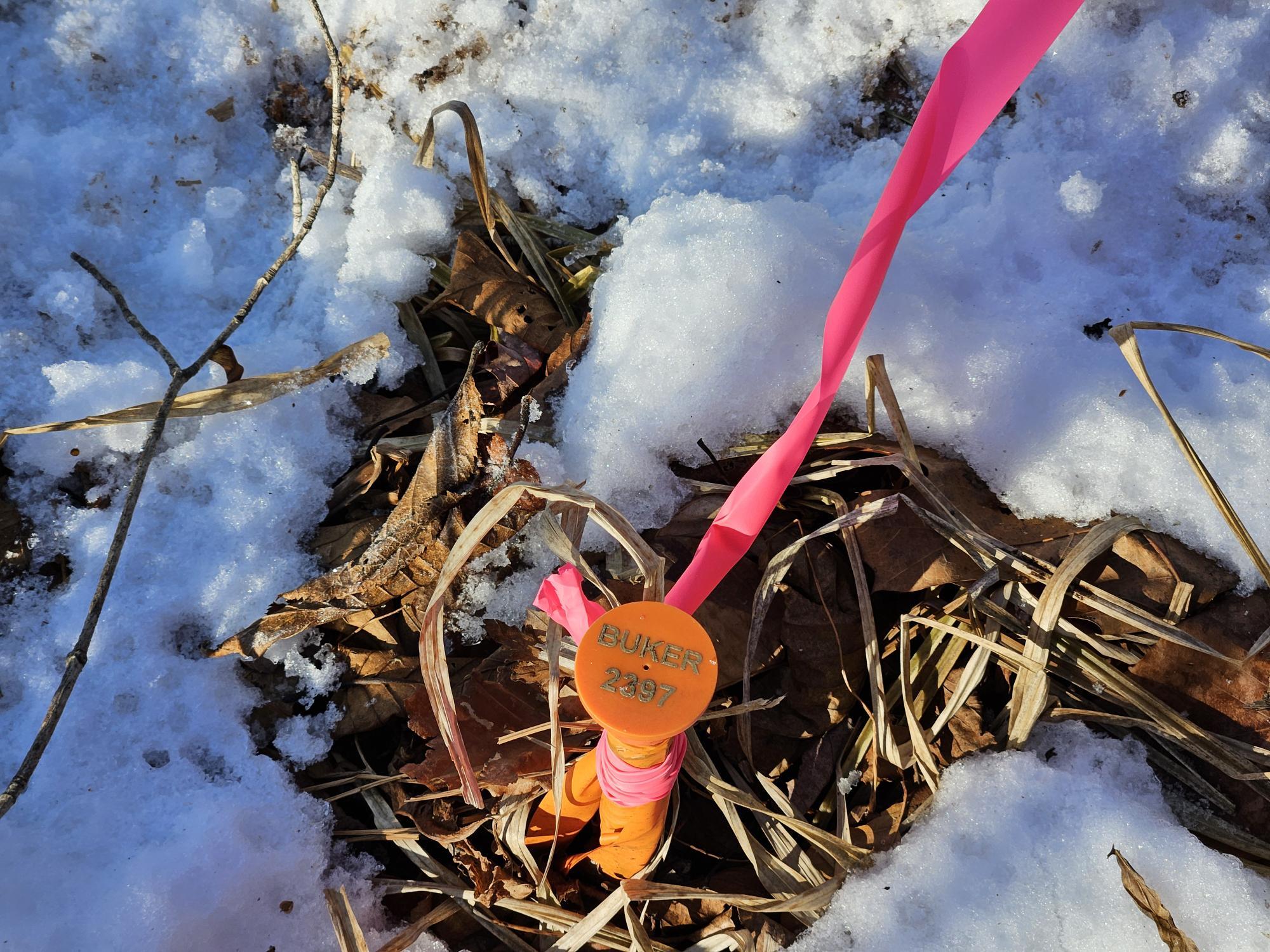 0 High Street Peru, ME 04290 - Photo 54 of 67 Property corner pin north line west side