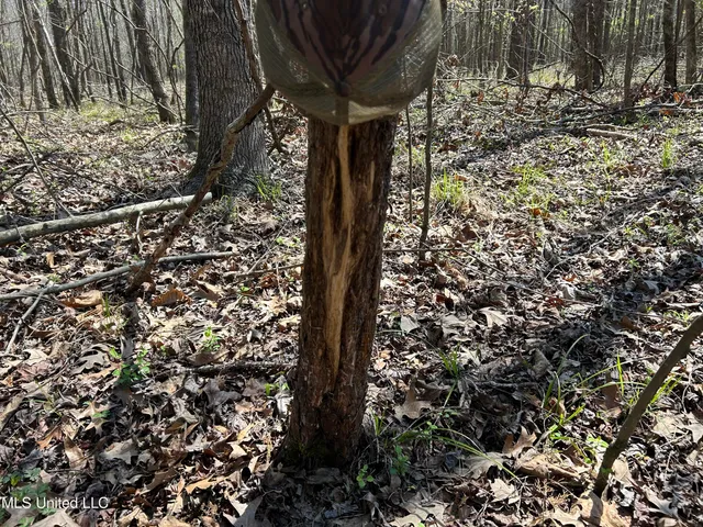 $923,685 | Ms-8, Calhoun City, MS 38916